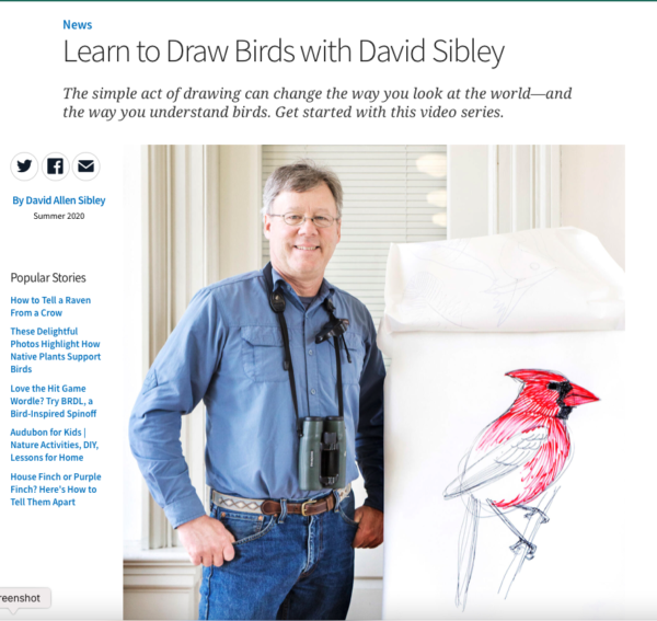 How to Draw a Bird the David Sibley Way - The New York Times