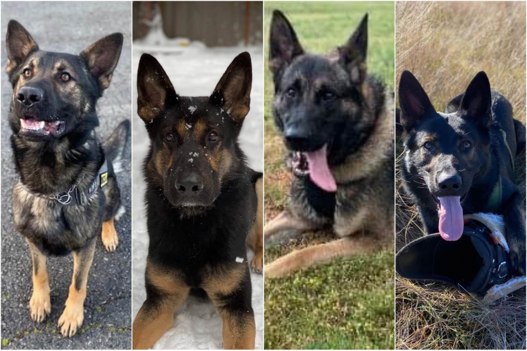 Meet the Lynnwood Police Department K 9s My Lynnwood News