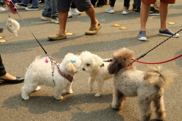 ‘Paws in the Park’ pet party July 26 at Lynndale Dog Park