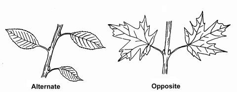 From Washington State Parks: Big love for the Bigleaf Maple - My ...