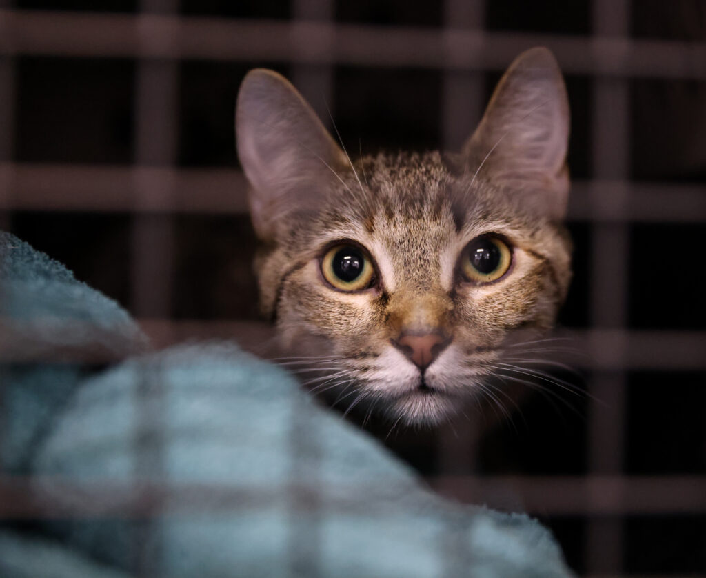 Nonprofit Lynnwood spay and neuter clinic committed to improving lives of cats