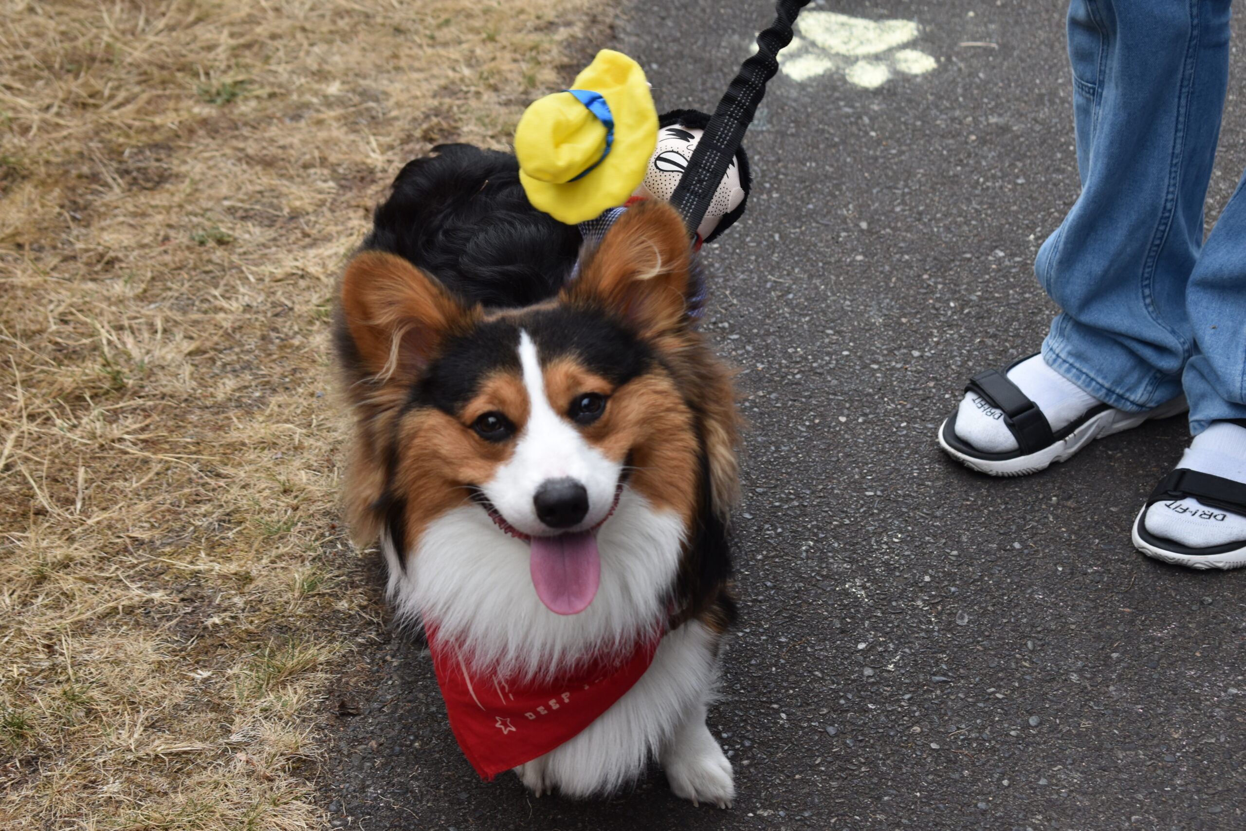 Lynnwood’s furriest residents show up for third annual Paws in the Park