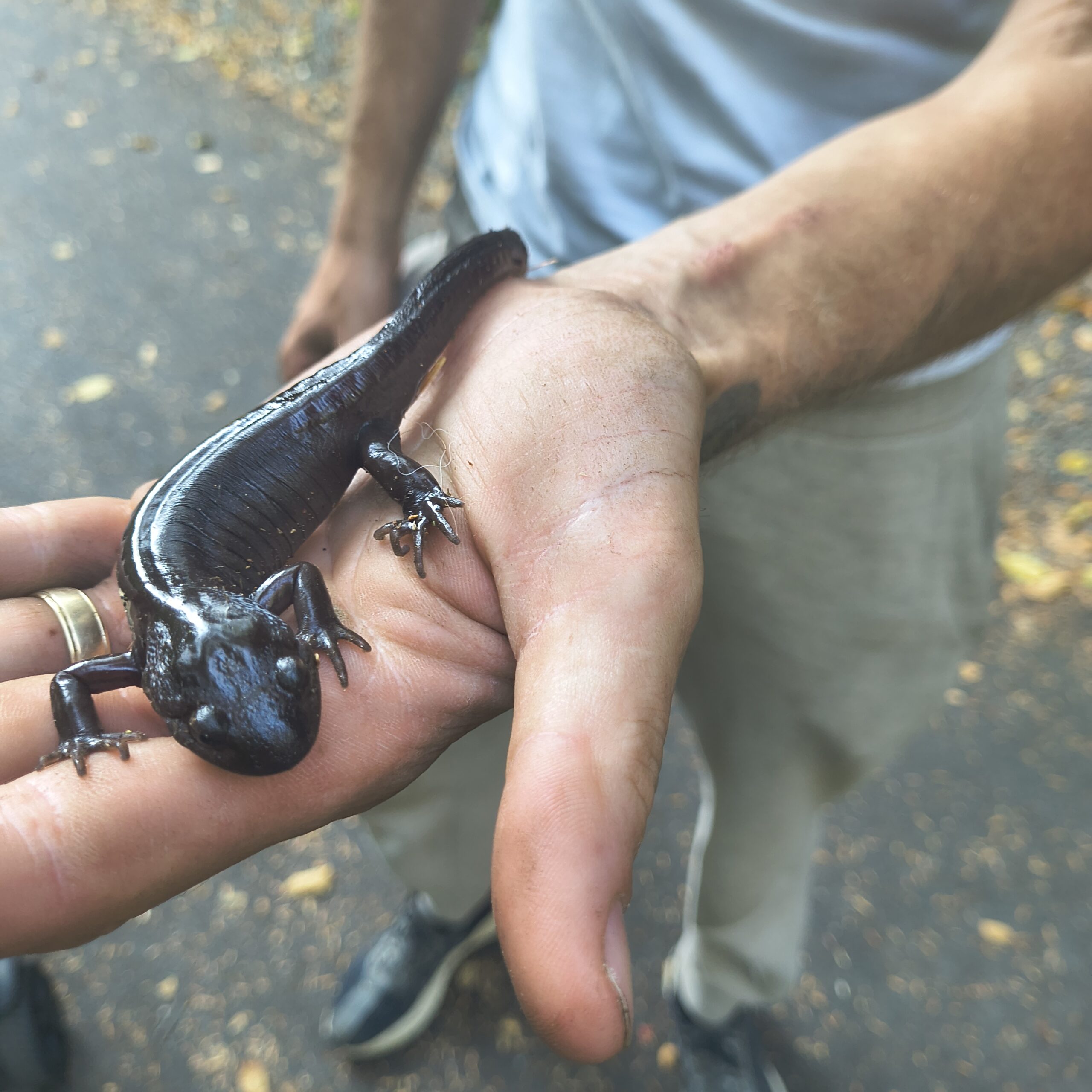 Scene in Lynnwood: Salamander at Scriber Lake Park