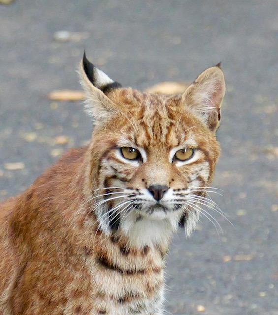 Scene in Lynnwood: Bobcat spotted in Scriber Lake Park