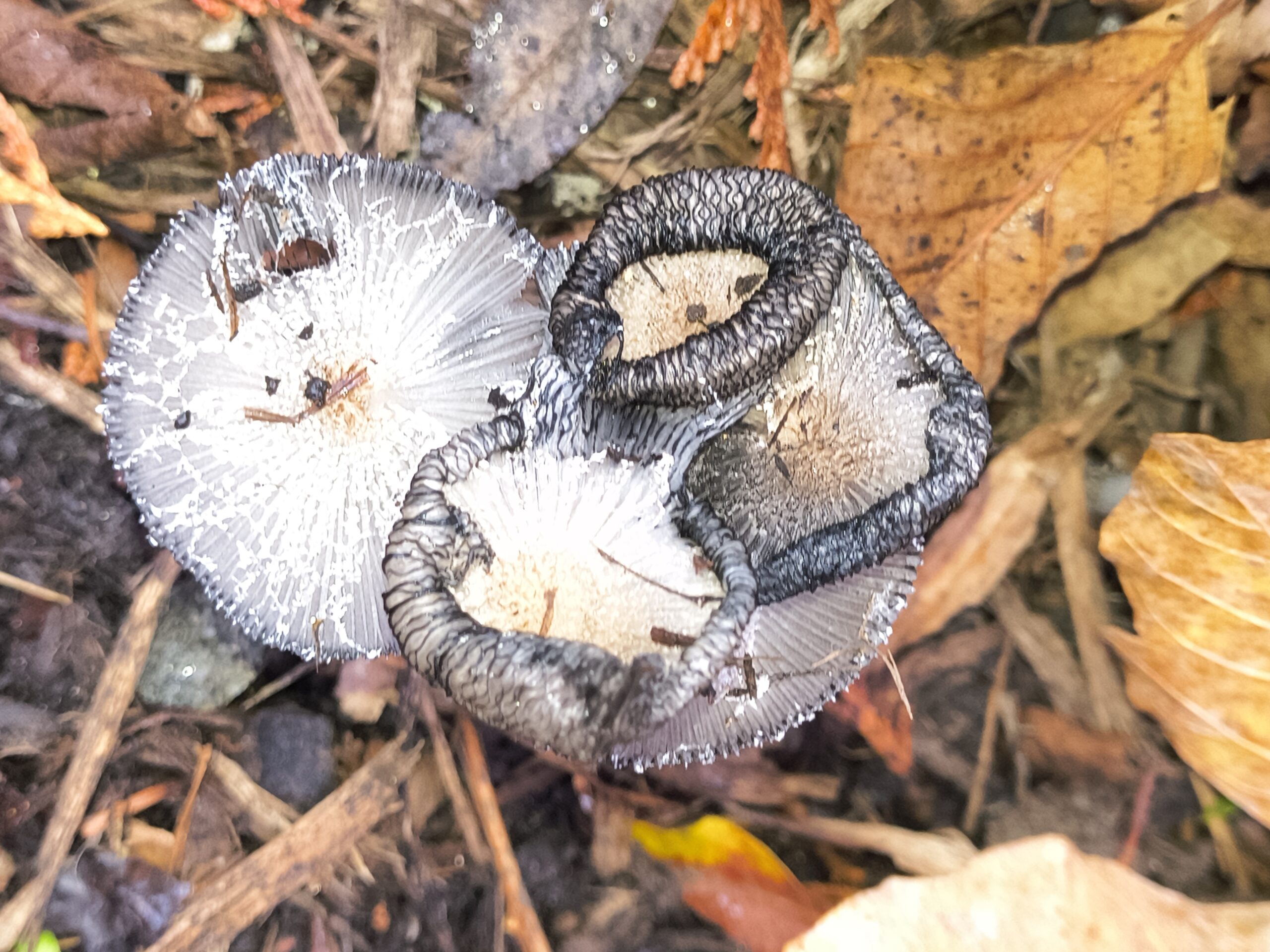 Scene in Lynnwood: Fall mushrooms