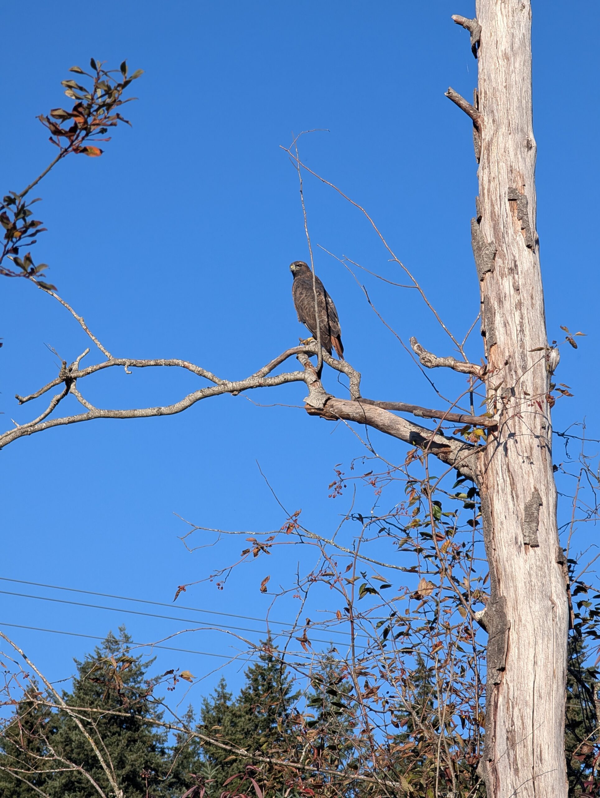Scene in Lynnwood: Red-tailed hawk