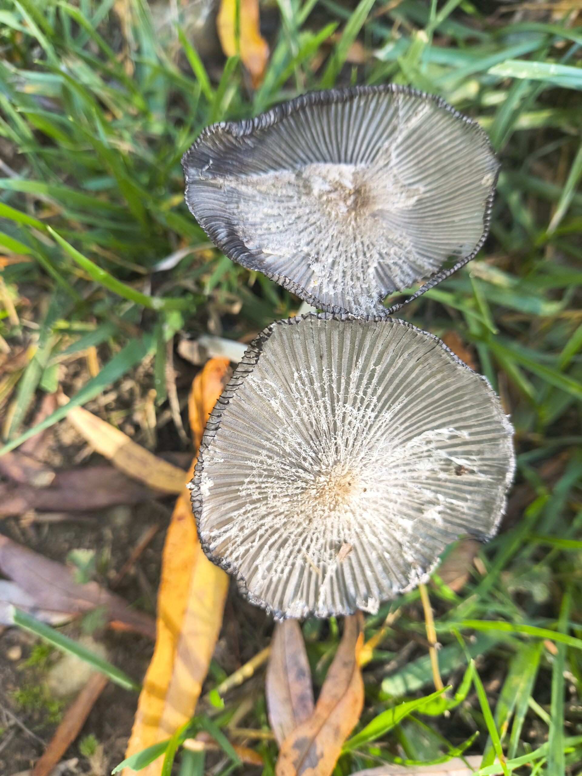 Scene in Lynnwood: Inkcap mushrooms
