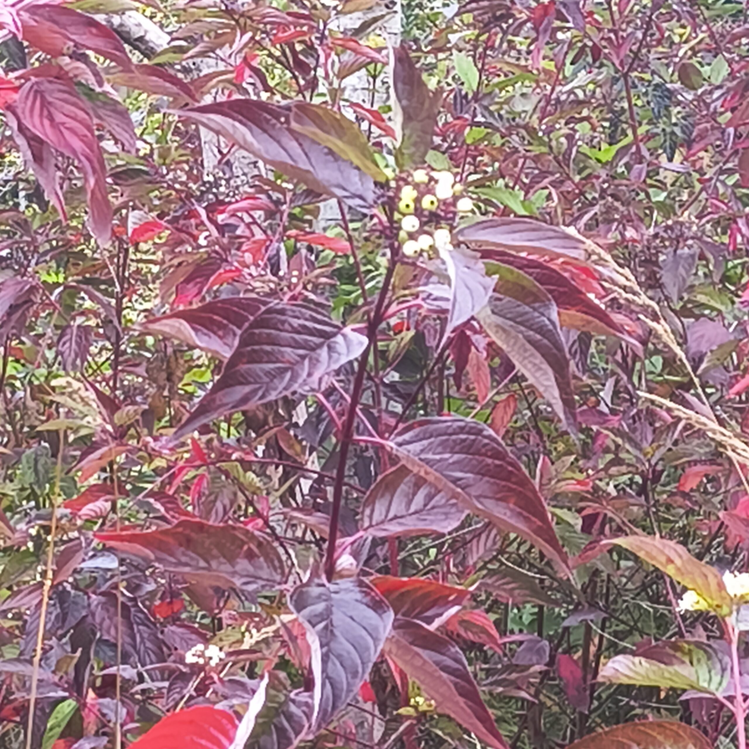 Scene in Lynnwood: Fall at Scriber Lake Park