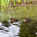 Hooded Merganser 3
