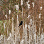 Red-winged Blackbird 1
