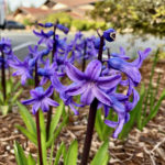 Purple 2