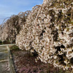 White cherry blossoms 3