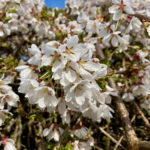White cherry blossoms 4