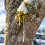 I lichen this guy’s moss-tache.  12-21-22