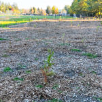 Site Plan 1, looking south, Hall Creek Restoration Project, 10-29-23