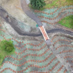 Site Plan 3, looking east, Hall Creek Restoration Project, 11-5-23