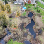 Hall Creek Restoration Project, looking north, 11-12-23