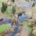 Hall Creek Restoration Project, looking north, 11-19-23