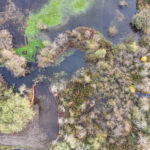 Site Plan 4, looking east, Hall Creek Restoration Project, 11-5-23