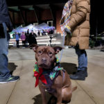It’s ruff having to be decorated.  Mountlake Terrace Tree Lighting, 12-1-23.