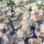 Looking northwest, Hall Creek Restoration Project 12-17-23