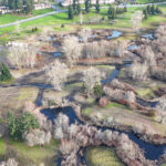 Looking east, Hall Creek Restoration Project 12-17-23