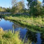 Hall Creek Restoration Project Aug 25, 2024