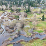 Hall Creek Restoration, Dec. 19