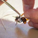 northern-giant-hornet-3-1536×1024