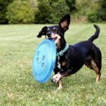 World Dachshund Day 2026 coming to Edmonds June 28