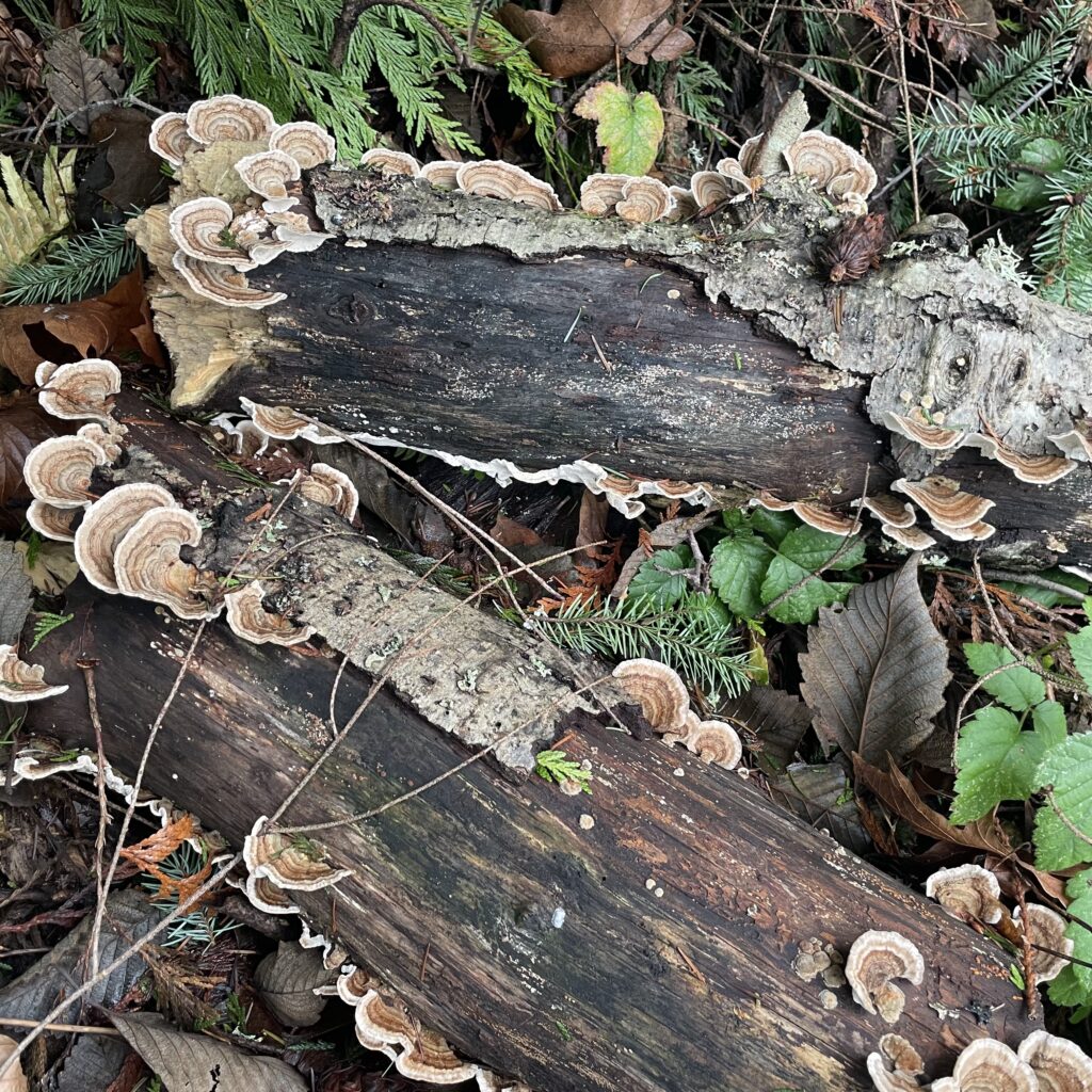 Art Beat: Island of the shark, festive lights, music and crafts