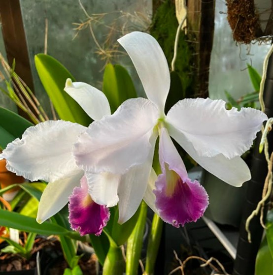 For Gardeners: Introduction to orchids