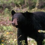 Fish and Wildlife Commission probe finds wrongdoing, doesn’t recommend punishment