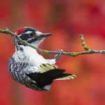 Edmonds Author & Speaker Series presents ‘Woodpecker: A Year in the Life’ April 16