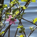 Scene in Mountlake Terrace: Blooming at Lake Ballinger