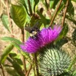 Scene in Mountlake Terrace: What’s the buzz?