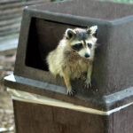 Join the Trash Pandas at the Mountlake Terrace Community Parade