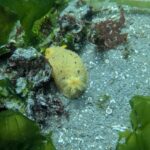Edmonds Underwater: Who’s that down there?