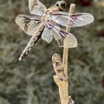Scene in Mountlake Terrace: Dragonfly