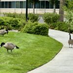 Scene in Mountlake Terrace: Trio of geese