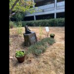 Poppies from Flanders Fields now grow at Edmonds College