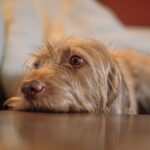 Mud Bay launches Spokane fire relief drive for pets 