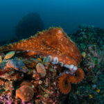 Salish Sea marine life and ‘Remarkably Bright Creatures’ star in Lynnwood Library presentation Sept. 16