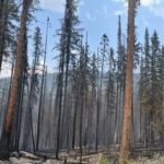 WA looks to boost salvage logging as wildfires scorch record amount of state land