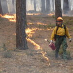 To protect forests, I learned to burn them