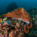 ‘Meet the Giant Pacific Octopus’ during Edmonds Environmental Speaker series event Oct. 8