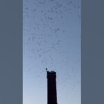 On video: Swifts on the move