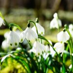 Hardy Plant Society of WA sponsoring fall bulb and plant sale Oct. 18 in Seattle