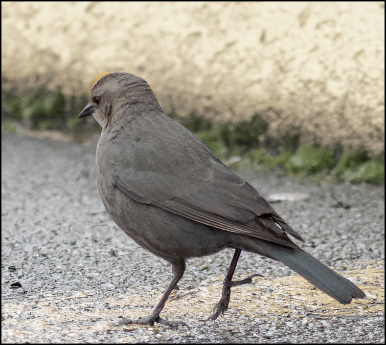 Bird Lore: Brewer's Blackbird - My Edmonds News