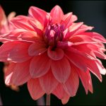 Edmonds in Bloom invites community to celebrate season at ‘Bloomfest! The Dahlia Gala’ Sept. 16